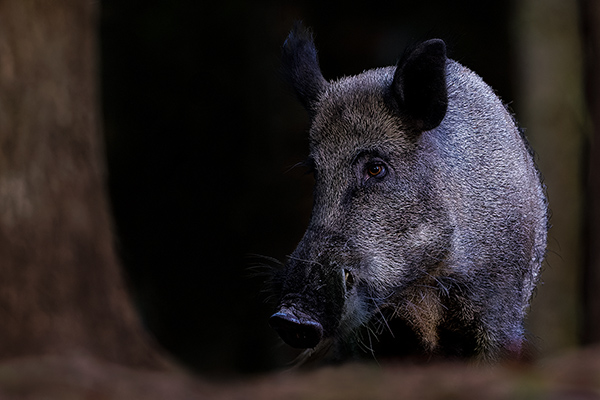 Vildsvin. Ryholm/Töreboda. Canon R5 och RF 600/4,0 IS. Tid 1/125, b. 4,0 och ISO 1250.