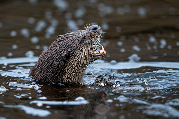 Utter. Naturum/Kristianstad. Canon 1DX och EF 400/2,8 IS II. Tid 1/500, bl. 3,5 och ISO 2000.