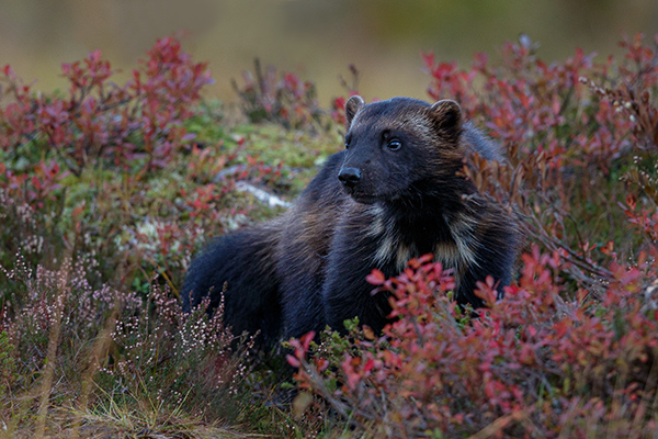 Järv. Ingenmansland/östra Finland. Canon 5DSR och EF 600/4,0 IS II. Tid 1/100, b. 4,5 och ISO 1000.