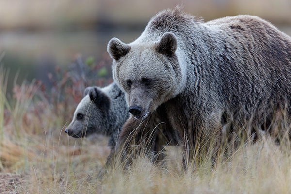Björnar. Ingenmansland/östra Finland. Canon 5DSR och EF 600/4,0 IS II. Tid 1/250, b. 4,0 och ISO 1600.