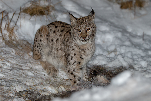 Lodjur. Beateberg/Töreboda. Canon 1DX och EF 200/2,0 IS. Tid 1/125, bl. 2,8 och ISO 800.