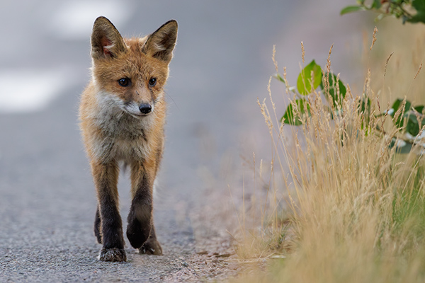 Rävunge. Beateberg/Töreboda. Canon R5 och RF 600/4,0 IS. Tid 1/1250, b. 4,0 och ISO 2000.