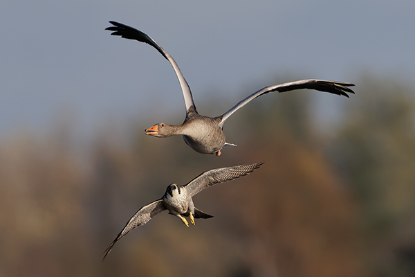 Pilgrimsfalk + grågås. Trönninge ängar/Halland. Canon R5 MK II och RF 600/4 IS + 1,4 conv. Tid 1/6400, bl. 5,6 och ISO 1000.