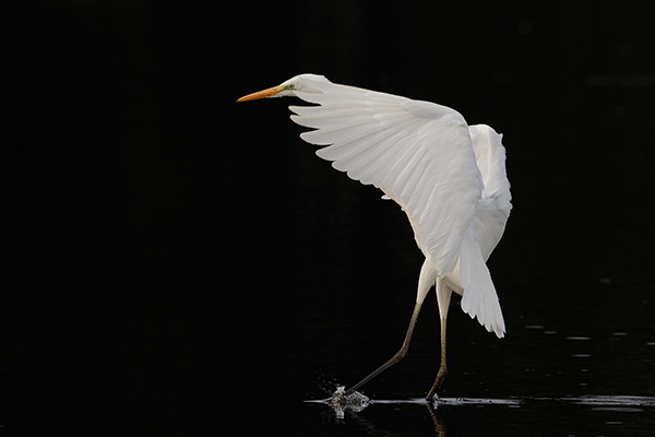 Ägretthäger. Fågeludden/Hornborgasjön. Canon 1DX MK II och EF 400/2,8 IS + 1,4 conv. Tid 1/1000, bl. 5,6 och ISO 400.