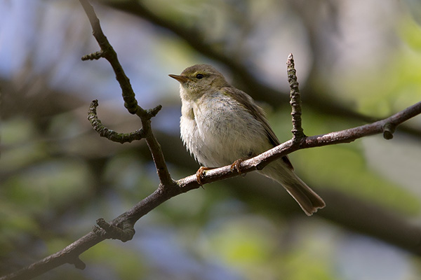 Iberisk gransångare 2015-05-20 Vargö/Göteborg. Canon 1DX och EF 400/2,8 IS II. Tid 1/1600, bl. 5,6 och ISO 800.