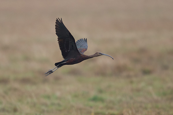Bronsibis 2015-10-15 Skanör/Skåne. Canon 1DX och EF 400/2,8 IS II + 1,4 conv. Tid 1/2000, bl. 4,0 och ISO 800.