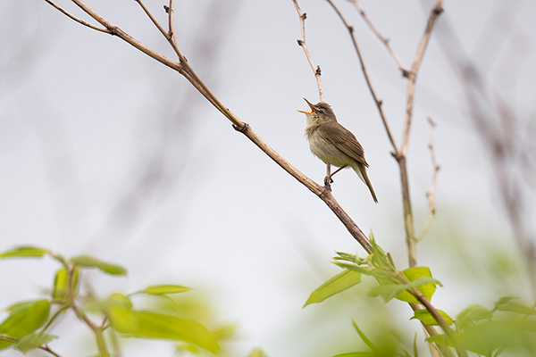 Busksångare 2016-05-28 Kråk/Karlsborg. Canon 5D MKIII och EF 400/2,8 IS II. Tid 1/1250, bl. 2,8 och ISO 400.