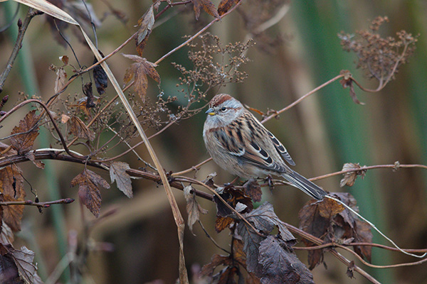 Tundrasparv 2016-11-16 Staffanstorp/Skåne. Canon 5DSR och EF 400/2,8 IS II + 1,4 conv. Tid 1/200, bl. 4,0 och ISO 640.
