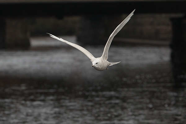 Vitvingad trut 2017-01-25 Tidaholm. Canon 1DX MKII och EF 200/2,0 IS. Tid 1/640, bl. 5,0 och ISO 800.