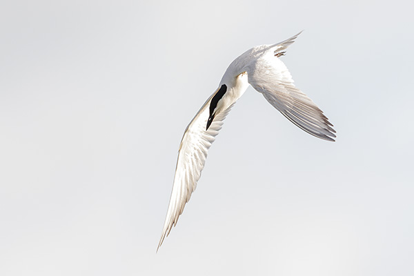 Sandtärna 2018-06-18 Trönninge ängar/Halland. Canon 1DX MKII och EF 400/2,8 IS II. Tid 1/2000, bl. 2,8 och ISO 400.