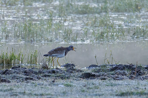 Gråhuvad vipa 2019-05-15 Kristinehamn/Värmland. Canon 5DSR och EF 600/4 IS II + 1,4 conv. Tid 1/400, bl. 5,6 och ISO 800.