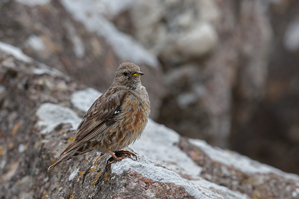 Alpjärnsparv 2019-08-12 Hoburgen/Gotland. Canon 5DSR och EF 600/4 IS II + 1,4 conv. Tid 1/250, bl. 6,3 och ISO 800.