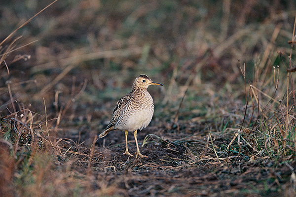 Piparsnäppa 2001-11-20 Kråk/Karlsborg. Canon 1VHS och EF 500/4,0 IS. Film Fuji Velvia.