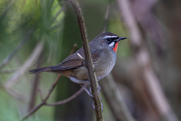 Rubinnäktergal 2021-11-16 Vargön/Vänersborg. Canon R5 och EF600/4 IS II + 1,4 conv. Tid 1/160, bl. 5,6 och ISO 2500.