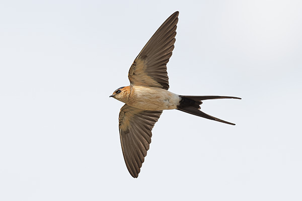 Rostgumpsvala 2022-05-13 Rynningeviken/Örebro. Canon R5 och EF 200/2,0 IS. Tid 1/8000, bl. 4,0 och ISO 800.