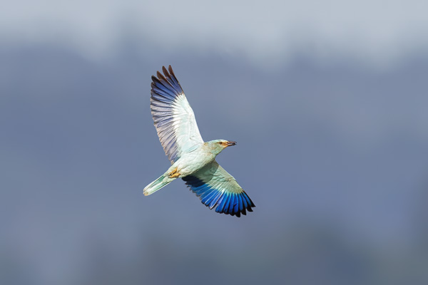 Blåkråka 2022-08-20 Hafsten-Uddevalla. Canon R5 och EF 600/4 IS II + 2,0 conv. Tid 1/2500, bl. 9 och ISO 1000.