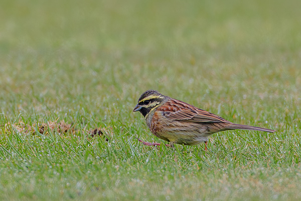 Häcksparv 2025-04-20 Falsterbo/Skåne. Canon R5 MK II och RF 600/4,0 IS + 1,4 conv. Tid 1/2500, bl. 5,6 och ISO 2000.