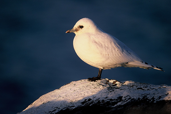 Ismås 2004-12-08 Lerkil/Halland. Canon 1VHS och EF 500/4,0 IS. Film Fuji Velvia.