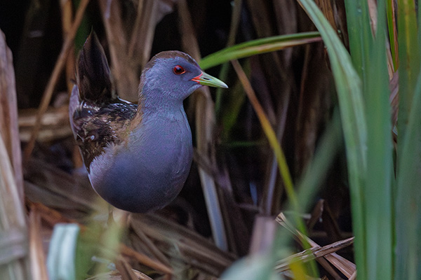 Mindre sumphöna 2025-05-28 Karpalundsdammarna/Kristianstad. Canon R5 MK II och RF 400/2,8 IS. Tid 1/500, bl. 2,8 och ISO 12800.