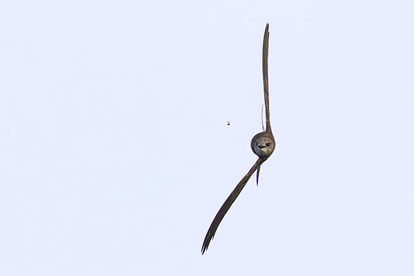 Blek tornseglare 2025-11-02 Äspet/Kristianstad. Canon R5 MK II och RF 600/4,0 IS. Tid 1/4000, bl. 4,0 och ISO 800.