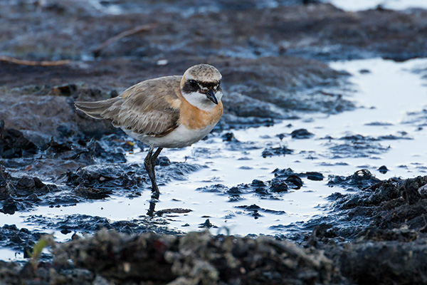 Ökenpipare 2008-07-01 Simrishamn/Skåne. Canon 1 D MKIII och EF 500/4,0+2,0 converter. Tid 1/160, bl. 10 och ISO 1000.
