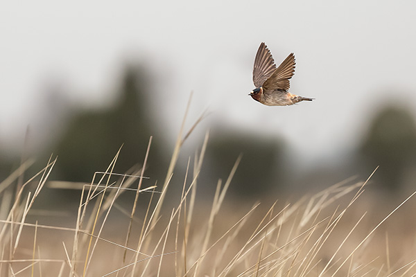 Stensvala 2012-11-20 Gårdby hamn/Öland. Canon 5D MKIII och EF 200/2,0 IS. Tid 1/2000, bl. 2,8 och ISO 800.