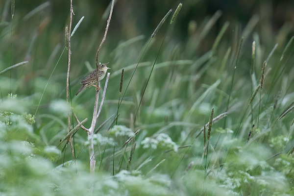Träsksångare 2011-06-30 Blekåsen/Jämtland. Canon 1D MKIV och EF 300/2,8 IS + 2,0 conv. Tid 1/400, bl.5,6 och ISO 3200.