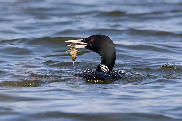 Vitnäbbad islom 2013-06-28 Hedfjärden/Eskilstuna. Canon 1 DX och EF 400/2,8 IS II + 1,4 conv. Tid 1/2000, bl. 5,6 och ISO 400.
