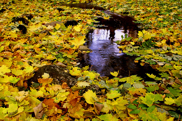 Höstlöv. Canon 100 + EF28/2,8. Fuji Velvia.