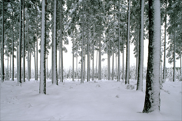 Tibro. Canon 100 + TS-E 90/2,8. Fuji Velvia.