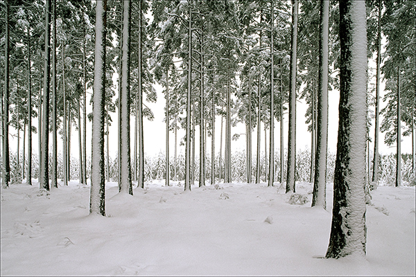 Tallskog. Kylvanäs/Tibro. Canon 1V och TS-E 24/3,5. Film Fuji Velvia.