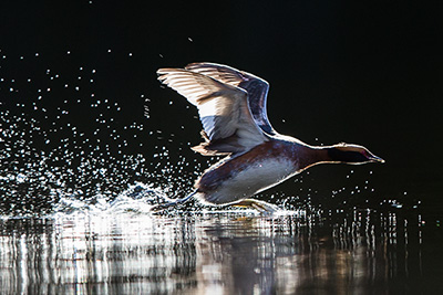 Fågel som startar från vatten