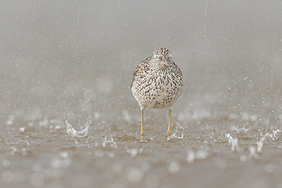 Fågel fotograferad i regn.
